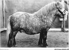 AIDP3-HORSES-0180 - Dutch Breeding - Shetland Pony - Acute Rhinites