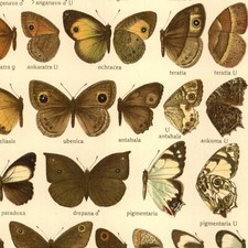 Adalbert Seitz Papillons