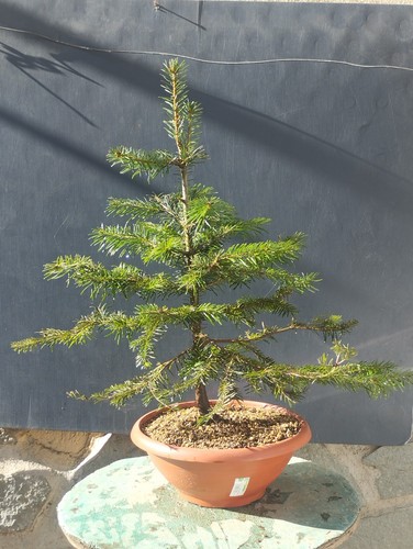 Pré bonsaï taux - pré-bonsaï, 65