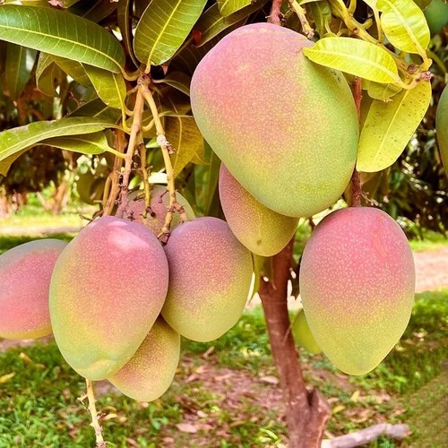 Plante fruitière tropicale - fruitiÈre,