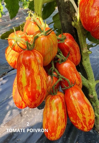 Tomate poivron - tomate,
