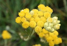 130 Graines HELICHRYSE