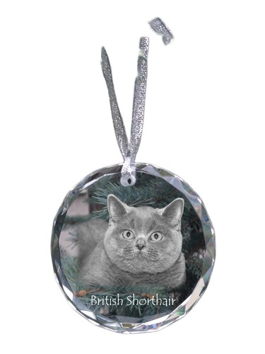 British shorthair médaille - british,