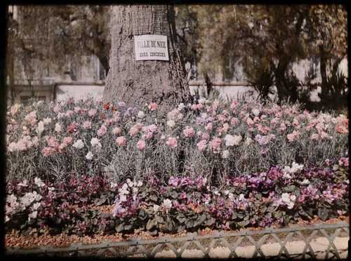 Autochromes cm fleurs - autochromes, cm.