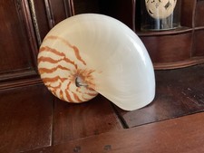 Gros coquillage Nautile
