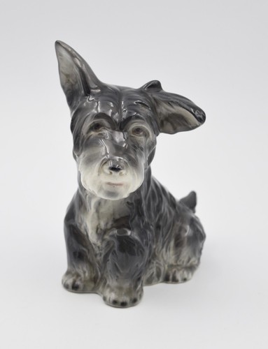 Adorable scottish terrier