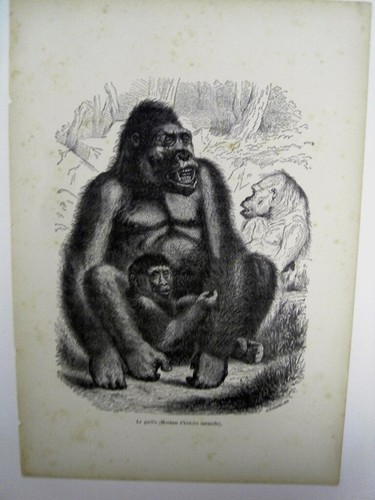 Animaux sangliers 3 - sangliers,