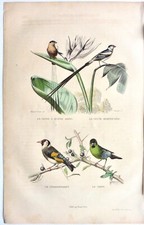 EDOUARD TRAVIES gravure oiseaux 1848 chardonneret tarin veuves TR31
