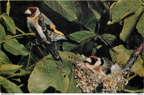 Carte postale animaux - postale,