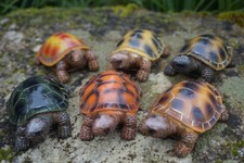 ME0432 SUPER ¨PROMO  6  FIGURINES  STATUETTE  TORTUE TERRESTRE TORTOISE  GM 8 CM