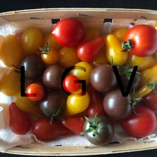 50 Graines de Tomate Cerise en Mélange