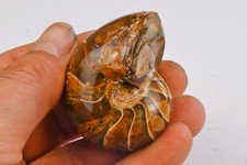 Nautile entière et polie 58mm