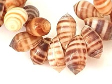 COLLIER DE COQUILLAGES