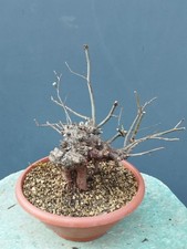 Plante de pommier pommier