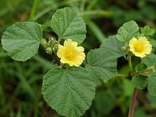 Sida cordifolia 000 - sida, 10