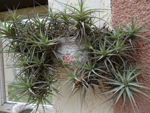 Lot plantes aériennes - lot,