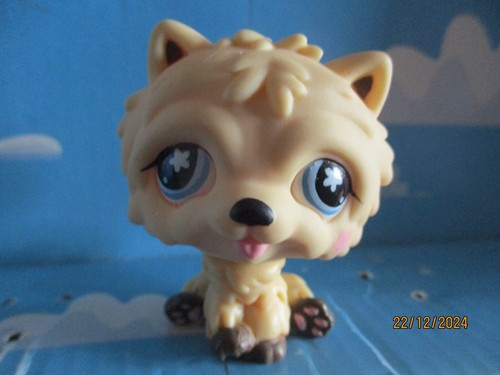 Petshop chien chow 662 - chien,