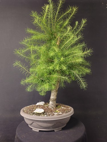 American larch larix laricina - american,