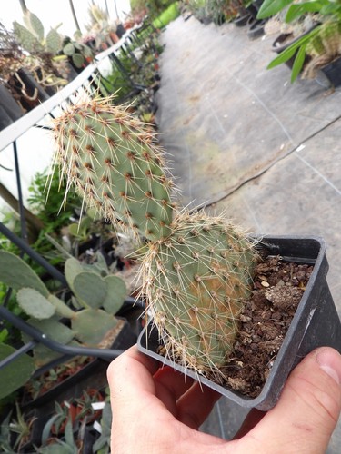 Opuntia strigil kurt - opuntia, cv