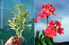 Epidendrum Joseph Lii