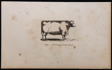 1860 - Profil du bœuf de boucherie - Gravure ancienne & bovins