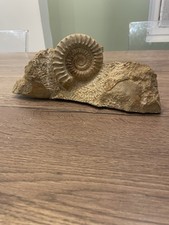 ammonite gangue origine France dimension uniquement de l'ammonite 8,5X7, 5 cm