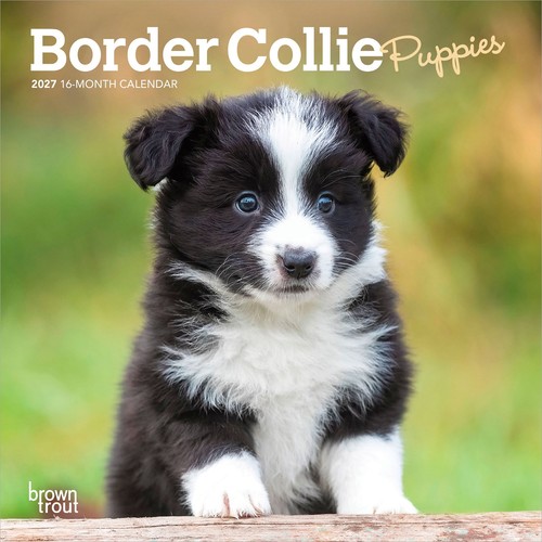 Border collie puppies - border, 2027