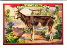 *60913 Chromo - La Chèvre