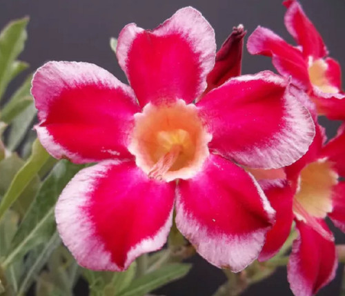 Graines rose du desert - de,