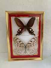 6⚜️ Old frame under glass genuine Butterfly Byasa Polyectes, Idea leuconoë