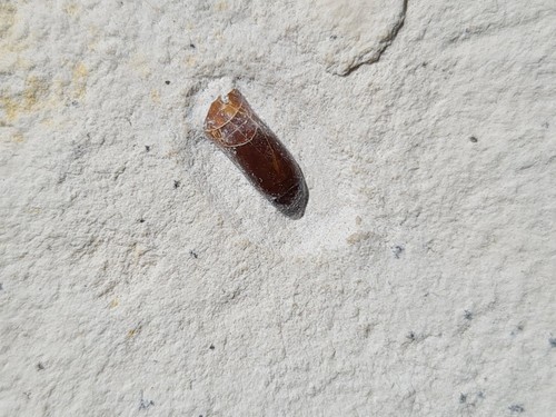 Dent pycnodonte plattenkalk - de,