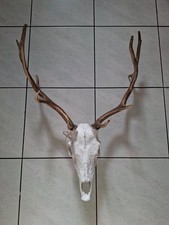 Chasse trophée - art