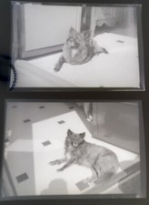 SNAPSHOT NEGATIVE DOG DOG LOULOU OF POMERANIA SPITZ DWARF CIRCA 1950 6 X 9 CM