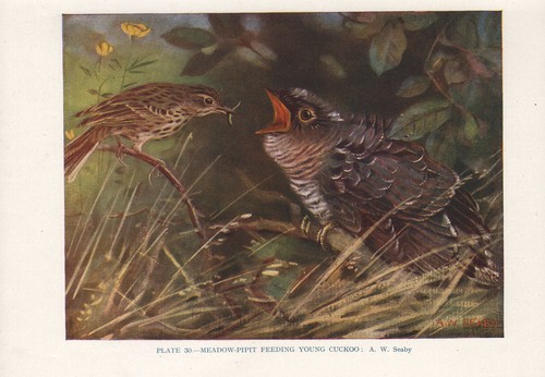 Vintage impression oiseau - vintage,