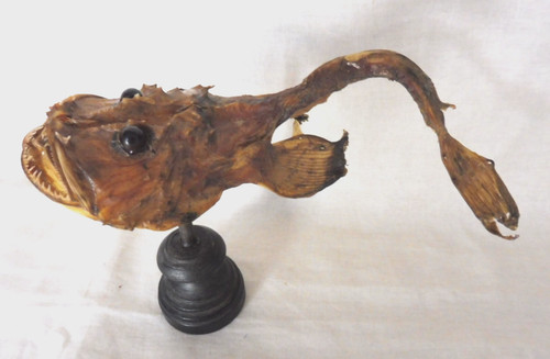 Poisson naturalise lotte - ,,