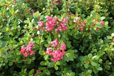 Escallonia 'Red Dream' - Pot