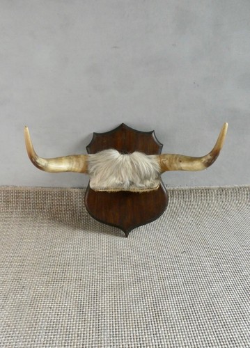 Trophée cornes vache sur - vache,