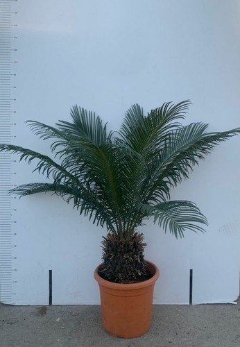 Plante cycas cicas - plante,