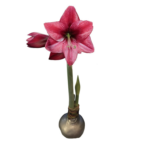 Silver waxed revelation - silver,