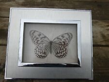 Butterfly Naturalized Cabinet of Curiosities Under Glass Frame HESTIA LEUCONOE (INDIA
