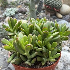 Crassula ovata Jade 'Hobbit x Crosby'
