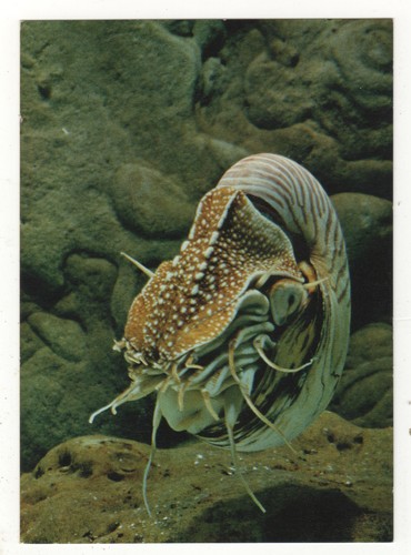 Carte postale poisson - postale,