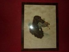 Riab, Setter Irlandais et