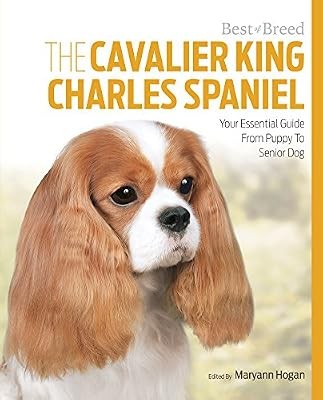 Cavalier king charles spaniel - king,