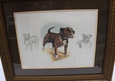 Nigel Hemming Hand Signed Framed Print Staffie Staffordshire Bull Terrier