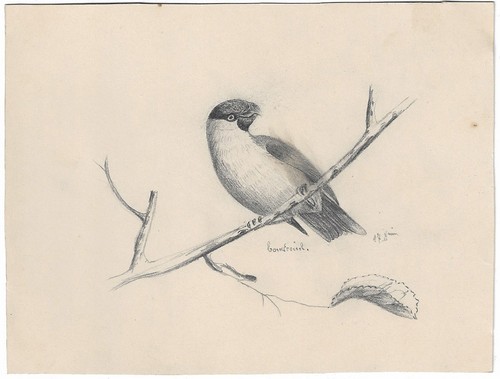 Dessins crayon oiseau - dessins,
