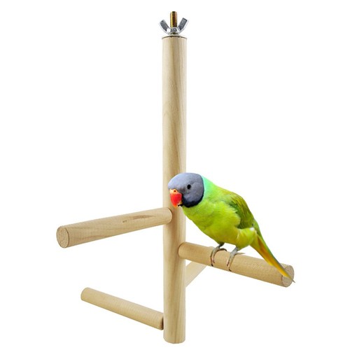 Perroquet perruche cage - perroquet, à