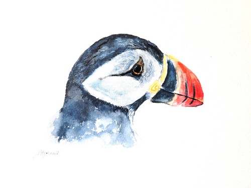 Macareux moine aquarelle - moine,