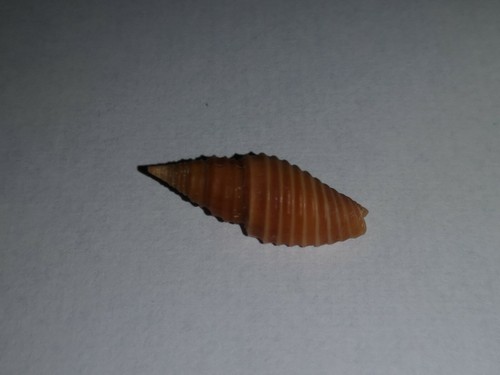 Mitra sulcata - mitra, sulcata.