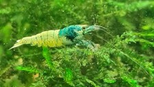 Lot de 12 crevettes taiwan bee blue bolt